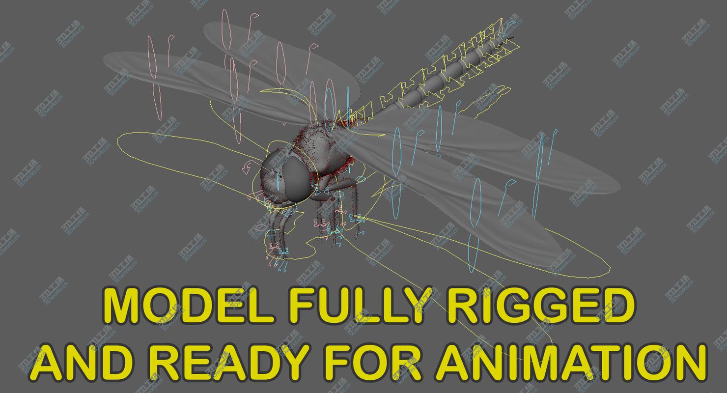 images/goods_img/2021040162/3D Dragonfly Common Darter/3.jpg